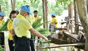 โครงการอนุรักษ์และพัฒนากระบือไทย